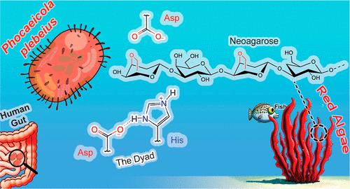 An Unusual His/Asp Dyad Operates Catalysis in Agar-Degrading Glycosidases