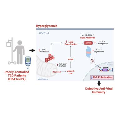 Hyperglycemia-triggered lipid peroxidation destabilizes STAT4 and impairs anti-viral Th1 responses in type 2 diabetes