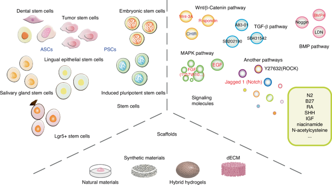 Organoids in the oral and maxillofacial region: present and future.