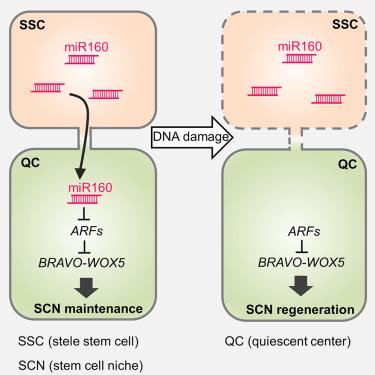 A mobile miR160-triggered transcriptional axis controls root stem cell niche maintenance and regeneration in Arabidopsis