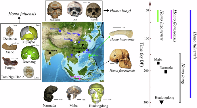 Making sense of eastern Asian Late Quaternary hominin variability