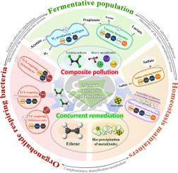 Sulfate-driven microbial collaboration for synergistic remediation of chloroethene-heavy metal pollution