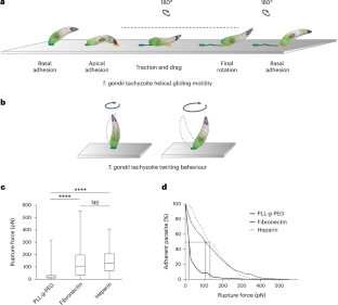 Submicrometre spatiotemporal characterization of the Toxoplasma adhesion strategy for gliding motility