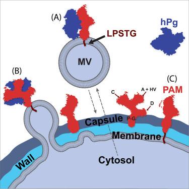 High-resolution cryo-EM analysis of a Streptococcus pyogenes M-protein/human plasminogen complex