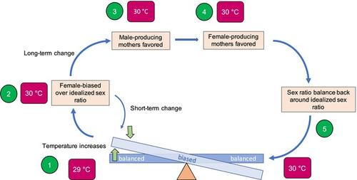 Re-Equilibrating Sex Ratios: Adjustment of Reaction Norms in Species With Temperature-Dependent Sex Determination