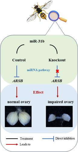 The miR-31b targets arylsulfatase B to regulate the ovarian development of Bactrocera dorsalis.