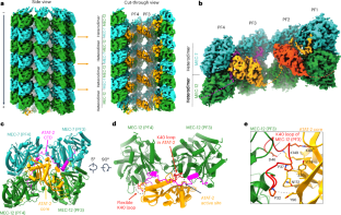 Tubulin acetyltransferases access and modify the microtubule luminal K40 residue through anchors in taxane-binding pockets