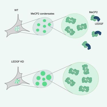 LEDGF interacts with the NID domain of MeCP2 and modulates MeCP2 condensates