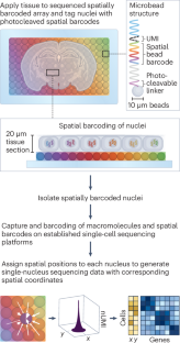 Slide-tags enables spatial single-nucleus sequencing