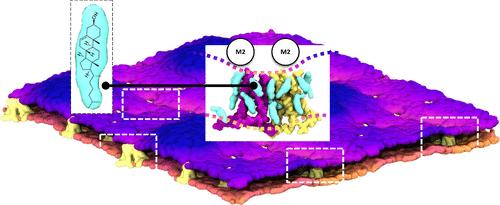 The Role of Cholesterol in M2 Clustering and Viral Budding Explained.