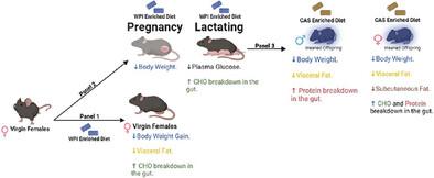 The Sex Dependent and Independent Effects of Dietary Whey Proteins Are Passed from the Mother to the Offspring.