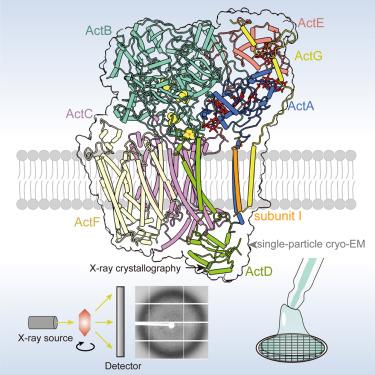 Crystal structure of the alternative complex III from the phototrophic bacterium Chloroflexus aurantiacus