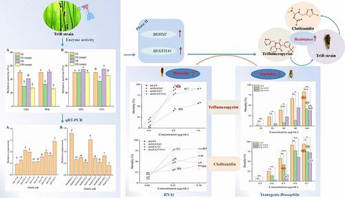 Resistance toward Triflumezopyrim Related to Overexpression of SfUGT35A1 and SfGSTd2 in Sogatella furcifera (Hemiptera: Delphacidae)