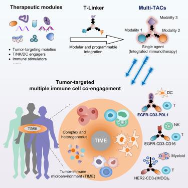 Multimodal targeting chimeras enable integrated immunotherapy leveraging tumor-immune microenvironment