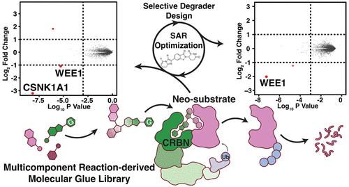 Discovery of CRBN-Dependent WEE1 Molecular Glue Degraders from a Multicomponent Combinatorial Library