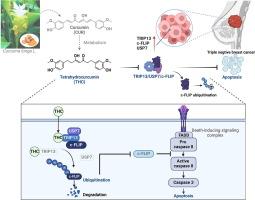 Tetrahydrocurcumin targets TRIP13 inhibiting the interaction of TRIP13/USP7/c-FLIP to mediate c-FLIP ubiquitination in triple-negative breast cancer