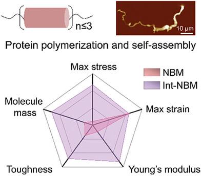 Bagworm Silk-Mimetic Protein Fibers with Extraordinary Stiffness via In Vivo Polymerization and Hierarchical Self-Assembly