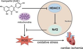 Kaempferol alleviates myocardial ischemia injury by reducing oxidative stress via the HDAC3-mediated Nrf2 signaling pathway