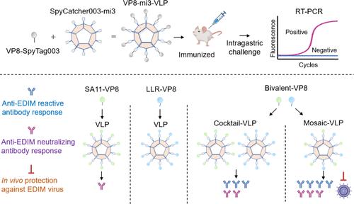 VP8 Mosaic Nanoparticles Elicit Cross-Neutralizing Immune Responses and Provide Protection Against Heterotypic Rotavirus Challenge in Mice.