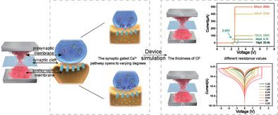 Bio-Realistic Synaptic-Replicated “V” Type Oxygen Vacancy Memristor