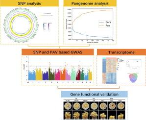 Pan-genome analysis reveals genomic variations during enoki mushroom domestication, with emphasis on genetic signatures of cap color and stipe length