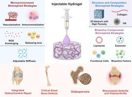 Bioinspired injectable hydrogels for bone regeneration