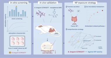 Mitigating effect of Bifidobacterium longum CCFM1077 on nonylphenol toxicity: An integrative in vitro and in vivo analysis