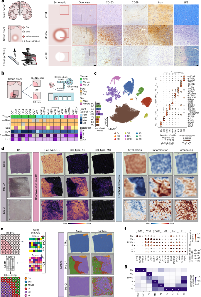 Cell type mapping reveals tissue niches and interactions in subcortical multiple sclerosis lesions