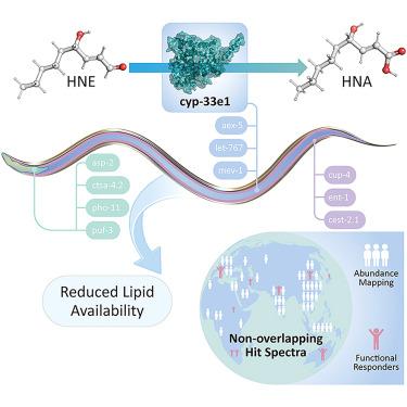 Organ-specific electrophile responsivity mapping in live C. elegans