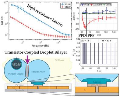 Highly Resistive Biomembranes Coupled to Organic Transistors enable Ion-Channel Mediated Neuromorphic Synapses