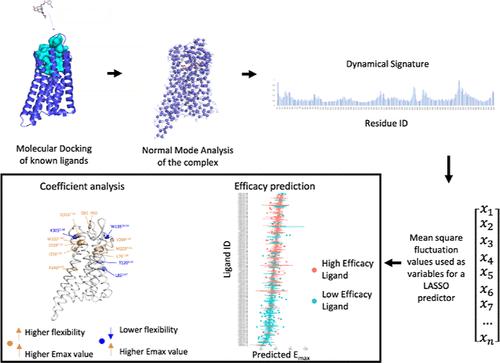 Understanding and Predicting Ligand Efficacy in the μ-Opioid Receptor through Quantitative Dynamical Analysis of Complex Structures.