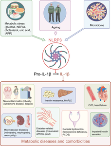 Targeting the NLRP3 inflammasome-IL-1β pathway in type 2 diabetes and obesity.