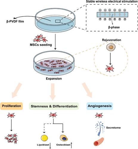 Antisenescence Expansion of Mesenchymal Stem Cells Using Piezoelectric β-Poly(vinylidene fluoride) Film-Based Culture.