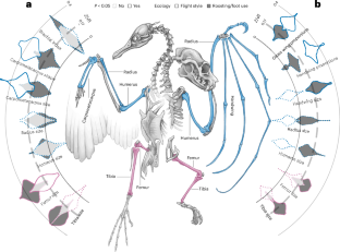 The fact that bat wings and legs must evolve together impedes ecological adaptation