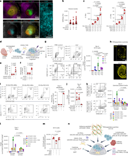 Human immune organoids to decode B cell response in healthy donors and patients with lymphoma