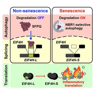 Autophagy-dependent splicing control directs translation toward inflammation during senescence