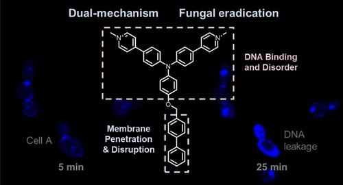 Combating Fungal Infections and Resistance with a Dual-Mechanism Luminogen to Disrupt Membrane Integrity and Induce DNA Damage.