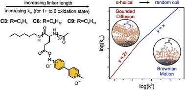 Electron transport kinetics for viologen-containing polypeptides with varying side group linker spacing