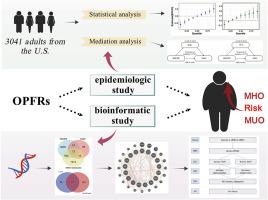 Oxidative stress mediates the association of organophosphate flame retardants with metabolic obesity in U.S. adults: A combined epidemiologic and bioinformatic study