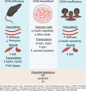 Microvascular insulin resistance with enhanced muscle glucose disposal in CD36 deficiency.