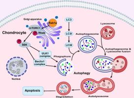 Increased Rab1a accelerates osteoarthritis by inhibiting autophagy via activation of the mTORC1-S6K pathway