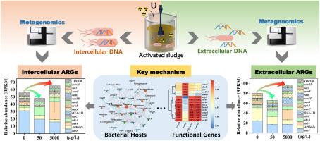 Metagenomic analysis of the dichotomous role of uranium in regulating intracellular and extracellular antibiotic resistance genes in activated sludge