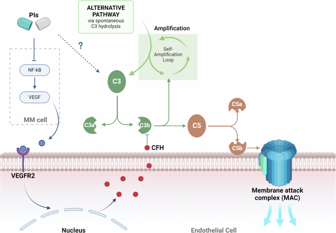 Proteasome inhibitors related thrombotic microangiopathy: a systematic and comprehensive review