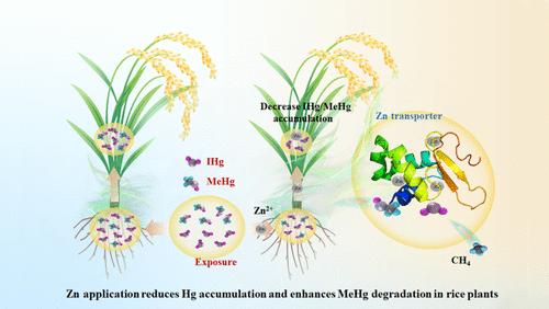 Mitigating Mercury Accumulation and Enhancing Methylmercury Degradation in Rice: Insights from Zinc–Mercury Antagonism at Molecular Levels