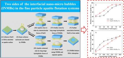 Interaction mechanism of interfacial nano-micro bubbles with collectors and its effects on the fine apatite flotation