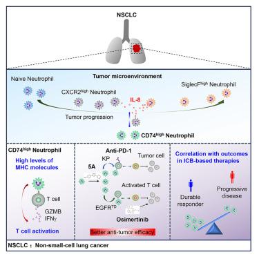 A subset of neutrophils activates anti-tumor immunity and inhibits non-small-cell lung cancer progression