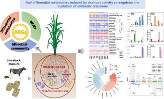 Soil metabolic processes influenced by rice roots co-regulates the environmental evolution of antibiotic resistome