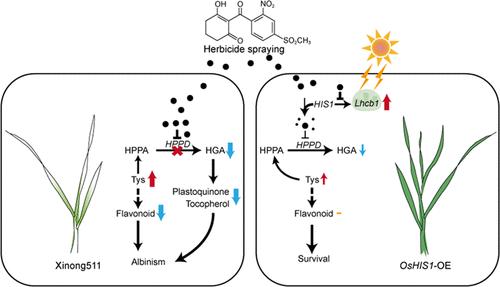 Development of an HPPD-Inhibitor Resistant Wheat and Multiomics Integrative Analysis of Herbicide Toxicity and OsHIS1 Detoxification in Wheat