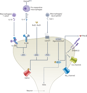 Immune drivers of pain resolution and protection