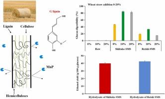 Investigation of crop straw for edible and medicinal fungi cultivation: Assessment of lignocellulose preprocessing and spent substrate biofuel properties